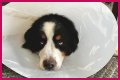 How Much Does It Cost to Neuter a Dog?